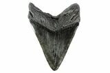 Fossil Megalodon Tooth - South Carolina #154180-2